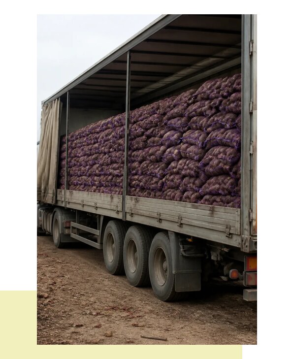 Перевозка столовой свеклы в Реутов с гарантией сохранности